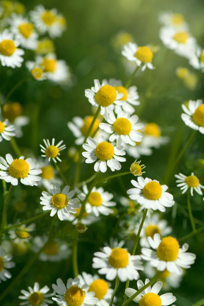camomile-flower