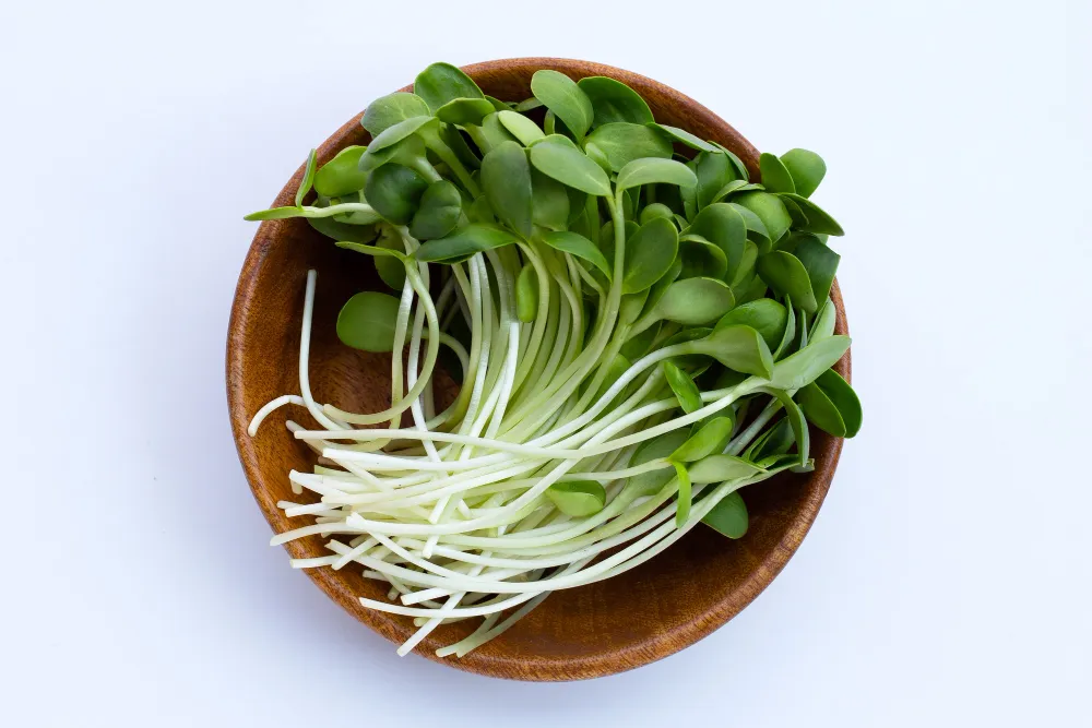 pea sprout