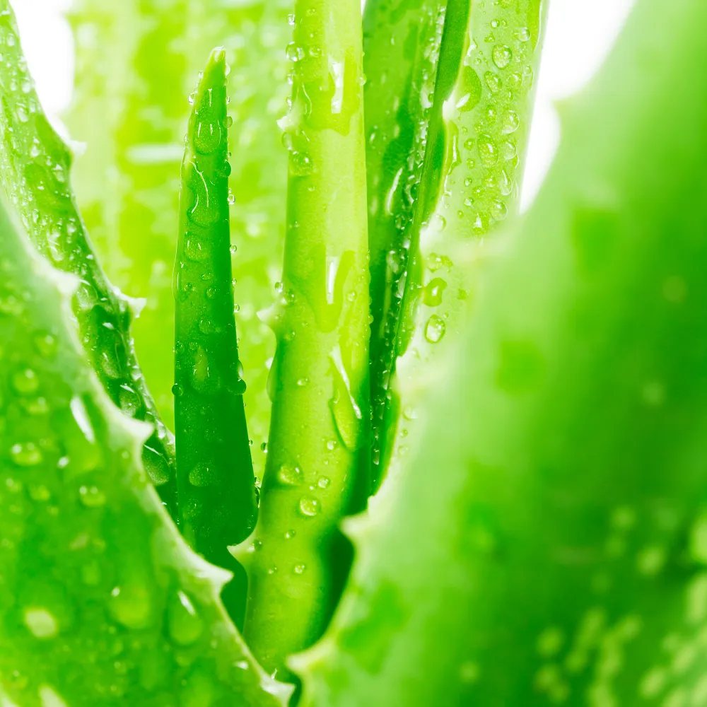 aloevera extract