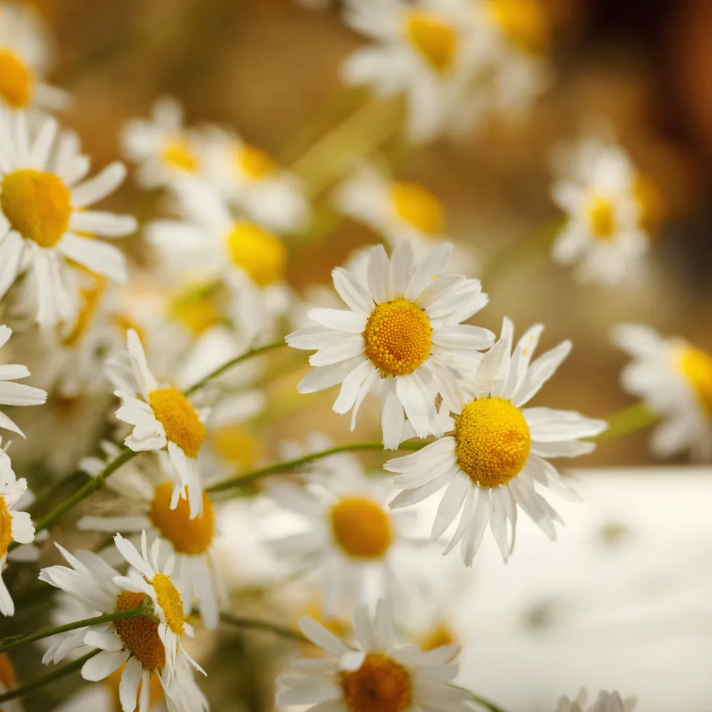 camomile extract